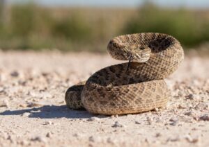 A VC Is Like A Rattlesnake